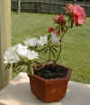 Plant02